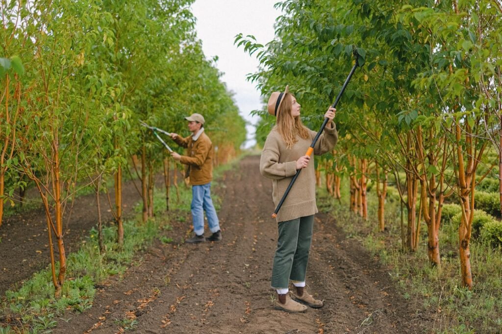 Farmers caring about trees growing in orchard