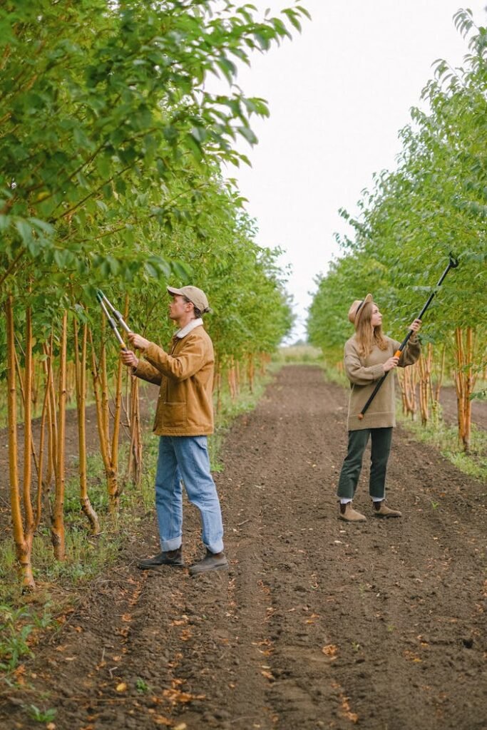 Full length of garden workers cutting thin branches for forming and thinning crown of trees